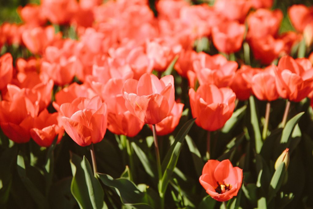 Un giardino di tulipani a Roma: Bentornato Tulipark!